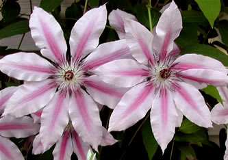 Clematis hybrida Nelly Moser